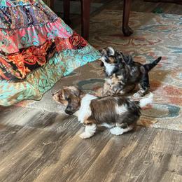 Dachshund Puppies from A&R Dachshund