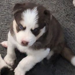 Koda - Chocolate male Pomsky puppy in Sacramento, California from 916 Pomskies