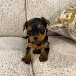Miss Sion - Blue and gold female Yorkshire Terrier puppy in Queens, New York from The Dior Line