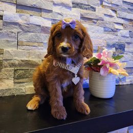 Cavapoo, Maltipoo, and Poodle Puppies from Mount Baker Poodle and Doodles