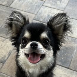 Reece - Chihuahua