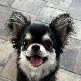 Reece - Chihuahua