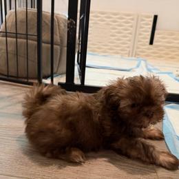 Mocha - Chocolate female Shih Tzu puppy in Riverside, California from AKC Shih Tzu of California