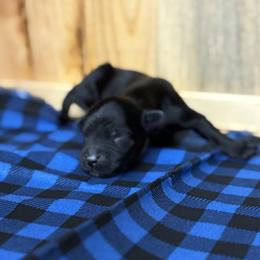 Baby boy 1 - Black and white male Portuguese Water Dog puppy in Chatfield, Minnesota from Next Generation