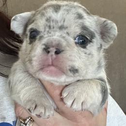 Bullmastiff and French Bulldog Puppies from Fernandes’ Guardians Bullmastiff