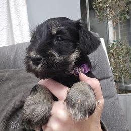 Merry - Black and silver female Miniature Schnauzer puppy in Riner, Virginia from Haven Hill Schnauzers