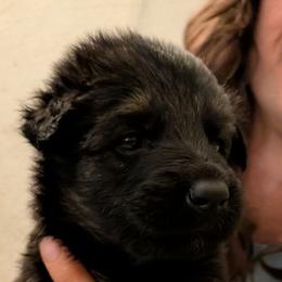 No collar female - Black and red female German Shepherd puppy in Garrett, Indiana from Devil-Dog Shepherds