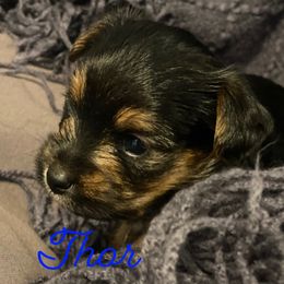 Yorkshire Terrier Puppies from Susan’s Yorkies