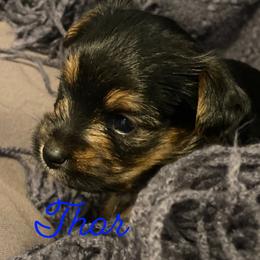Yorkshire Terrier Puppies from Susan’s Yorkies