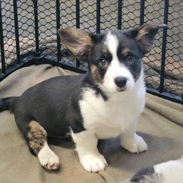 Cardigan Welsh Corgi and Dachshund Puppies from The Corgdachsunds