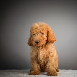 Spider-Man - Apricot male Poodle puppy in Caldwell, Idaho from Boise Doodle Co.