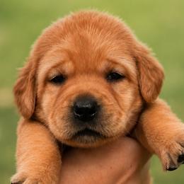 Pink Collar - Yellow female Labrador Retriever puppy in Madison, Wisconsin from Meritrust Labradors