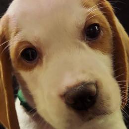 Beagles from Parrish Puppies