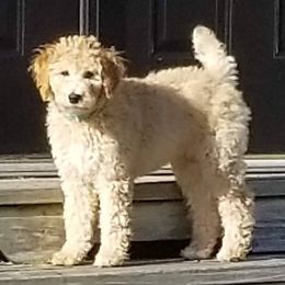 Poodle Puppies from Derby Family Poodle
