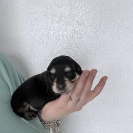 Honey - Black and cream female Dachshund puppy in Fort Worth, Texas from The Holloway Dachshunds