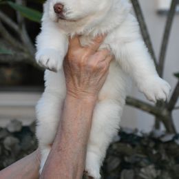 Nova - Siberian Husky puppy from Blue Moon Huskies