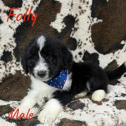 Folly - Black tri-color male Aussiedoodle puppy in Cleveland, Tennessee from C&S Kennels