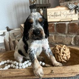 Dolly - Tri-Roan female English Springer Spaniel puppy in Wilmer, Alabama from Southbend Springers