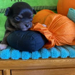 Rolo - Chocolate brindled fawn male Chihuahua puppy in Red Bluff, California from Aye Chihuahua