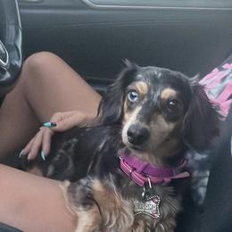 Mookie - Dachshund