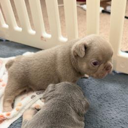 Rocky - Cream male French Bulldog puppy in Newport News, Virginia from Frankie's Frenchie's
