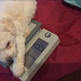 White male - White male Poodle puppy in North Augusta, South Carolina from Tiny Paws Luxury Pets