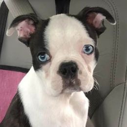 Boston Terriers from Teat’s Yorkies and Bostons