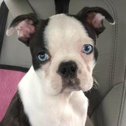 Boston Terriers from Teat’s Yorkies and Bostons