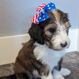 Emerald - Brown and white Sheepadoodle puppy in Cleburne, Texas from DoodlesOjoy