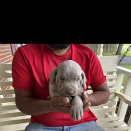 Weimaraner Puppies from Three Oak’s Kennel