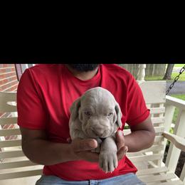 Weimaraner Puppies from Three Oak’s Kennel
