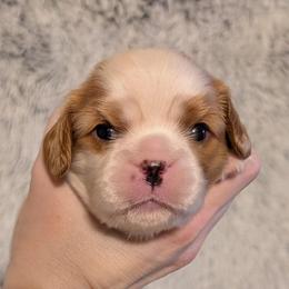 Teddy - Blenheim male Cavalier King Charles Spaniel puppy in Stilwell, Oklahoma from Love Bug Cavaliers
