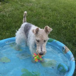 Wire Fox Terriers from New River Wire Fox Terriers