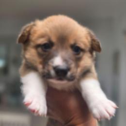 Girl 2 - White and red female Pembroke Welsh Corgi puppy in San Diego, California from San Diego Corgis