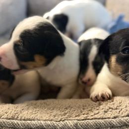 Russell Terriers from Greenlands Farm