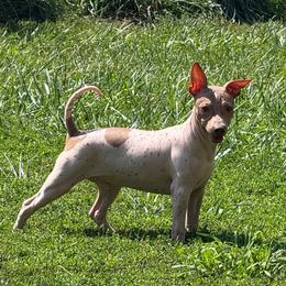 Brave - White and chocolate male American Hairless Terrier puppy in Buckingham, Illinois from Gaus Hof