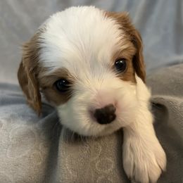 Cavalier King Charles Spaniels from Creekside Cavaliers