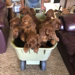 Irish Setter Puppies from Royal Redheads Irish Setters
