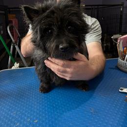 Molly - Cairn Terrier