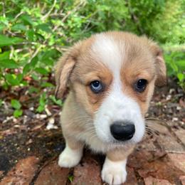 Jim - Sable male Pembroke Welsh Corgi puppy in Apison, Tennessee from Ashmore Corgis