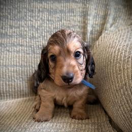 Blue Boy - Cream male Dachshund puppy in Descanso, California from Kendaline Kennels
