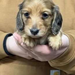 Boy 1 - Cream male Dachshund puppy in Benton City, Washington from DOXA Miniature Dachshunds