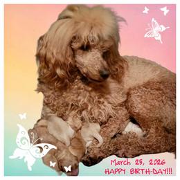 Boy 2 - male Cockapoo puppy in Reidsville, North Carolina from Something to Bark About Dog Training