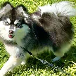Pomskies from Blue Water Pomskies