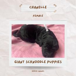 Schnoodle Puppies from Gooch Canines (Giant Schnoodles)