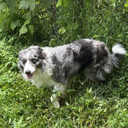 Blue - Border Collie