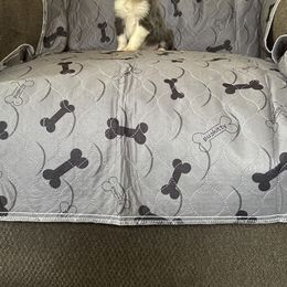 Frigg - Blue female Border Collie puppy in Defuniak Springs, Florida from Blue Cypress Stock dogs