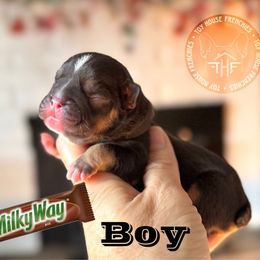 Milky Way - Liver male French Bulldog puppy in Salem, Oregon from Toy House Frenchies