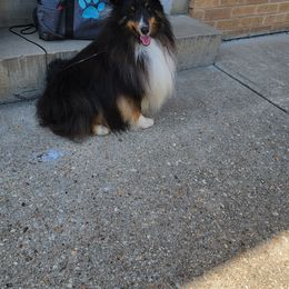 Sambo - Shetland Sheepdog