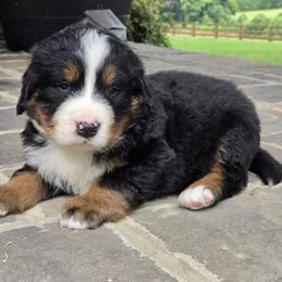 Leo - Black tan and white male Bernese Mountain Dog puppy in Gaffney, South Carolina from Circle D Farms